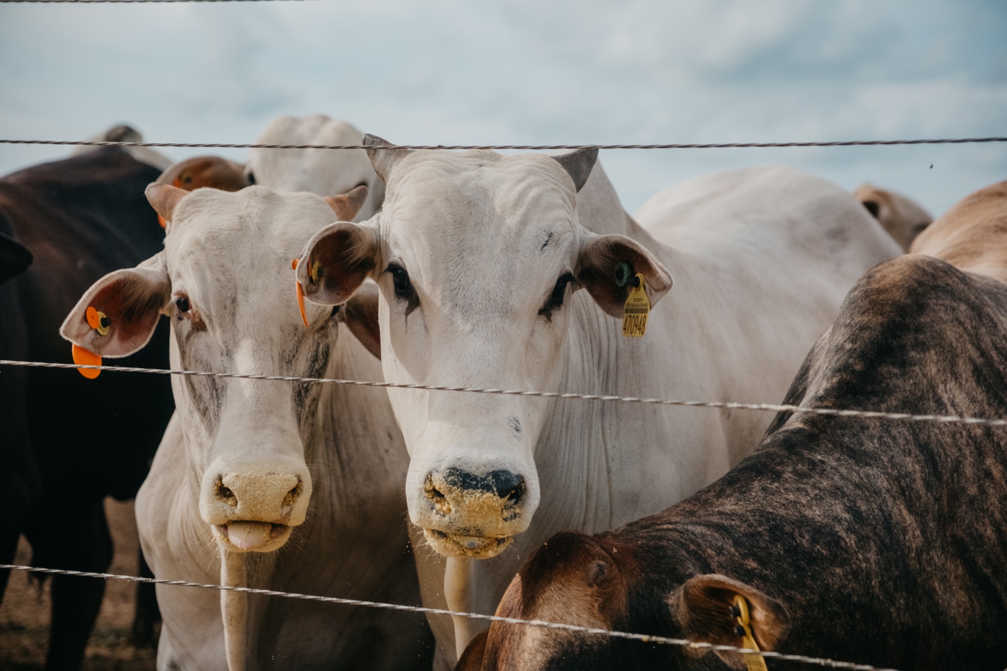 Rebanho bovino em propriedade rural